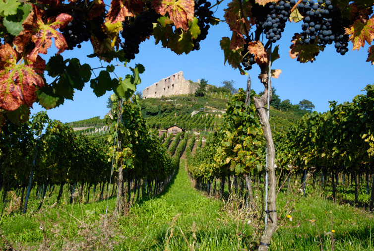 Schlossberg Staufen