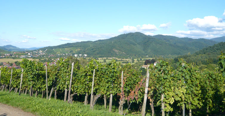 Die Vorbergzone des Schwarzwald mit Weinbau