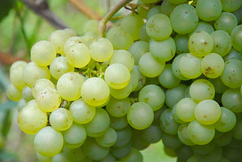 Auxerrois