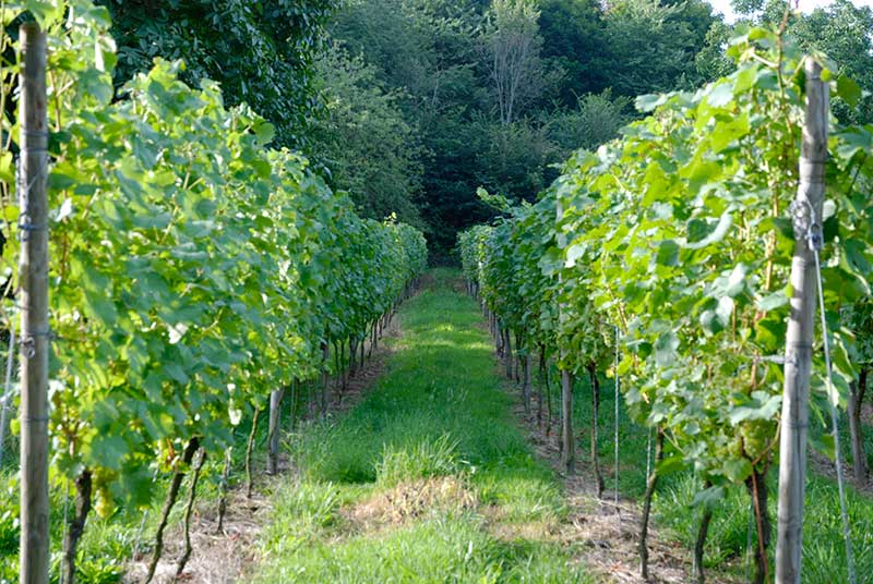 Beerenauslese