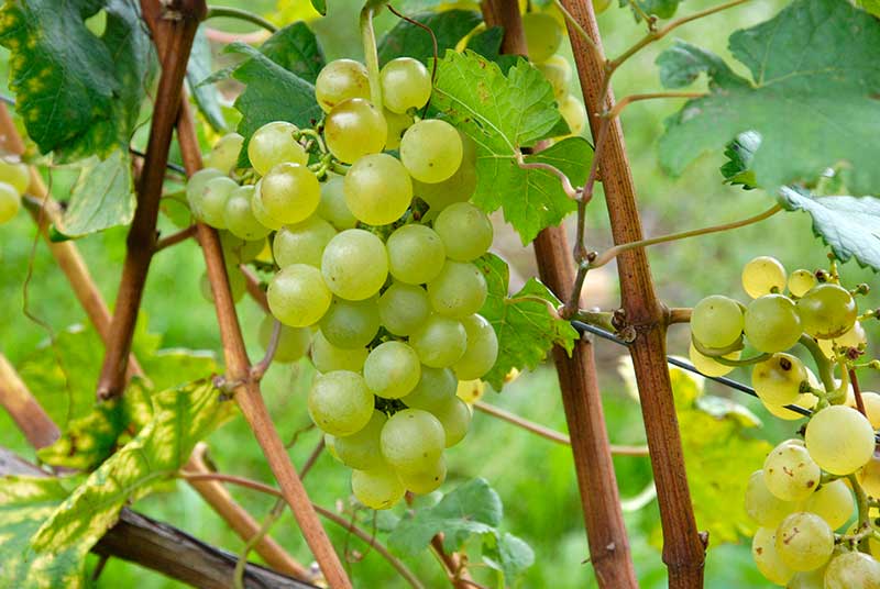 Chardonnay