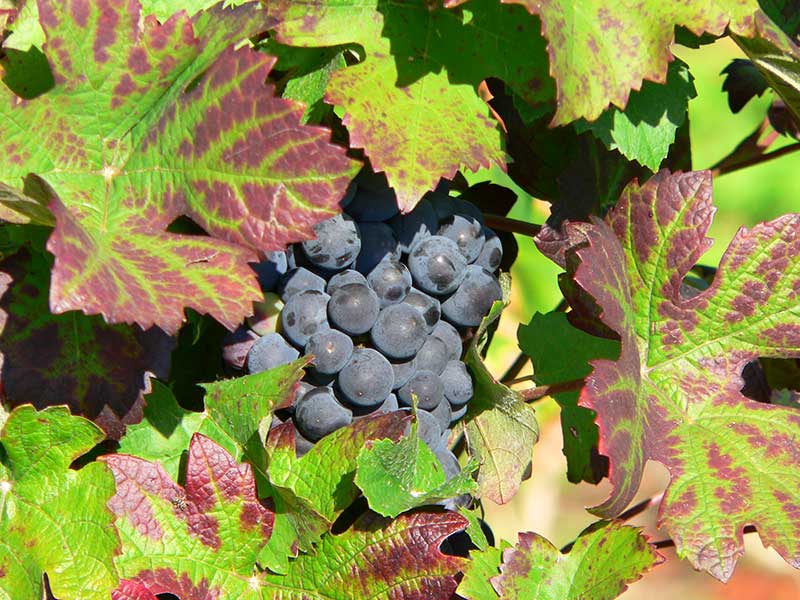 Eiswein