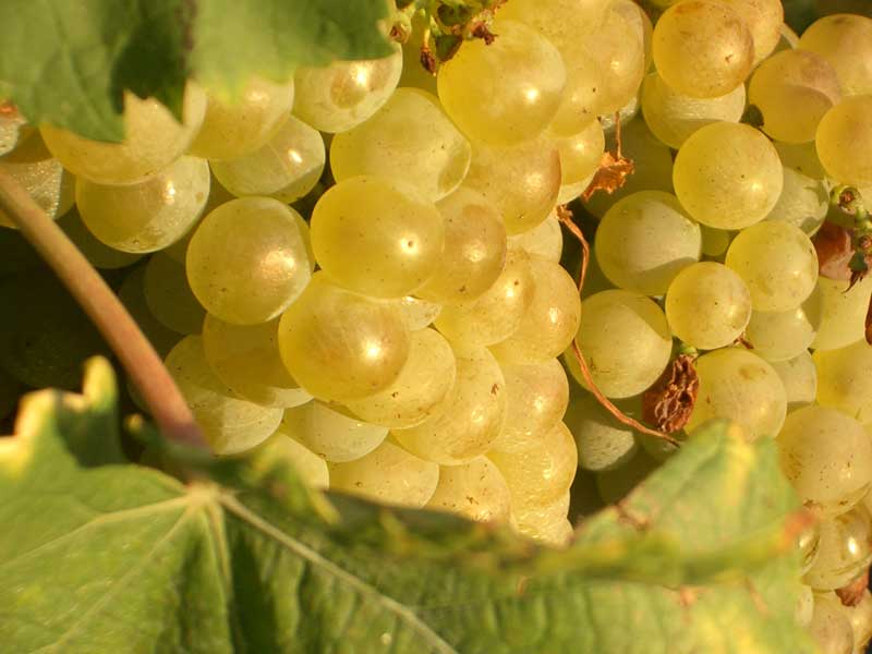 Müller Thurgau