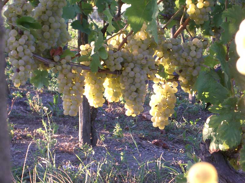 Perlwein