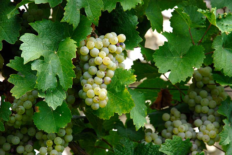 Riesling