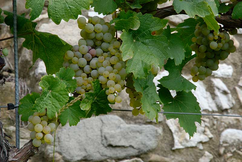 Rivaner