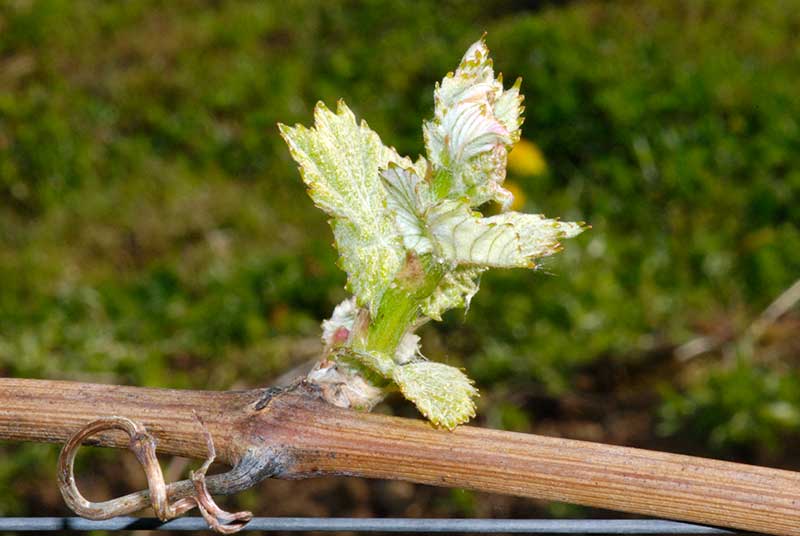 Sauvignon Blanc
