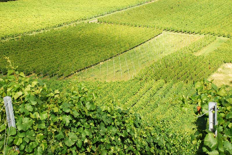 Schwarzriesling