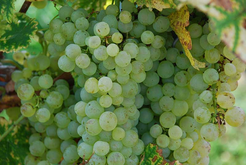 Silvaner