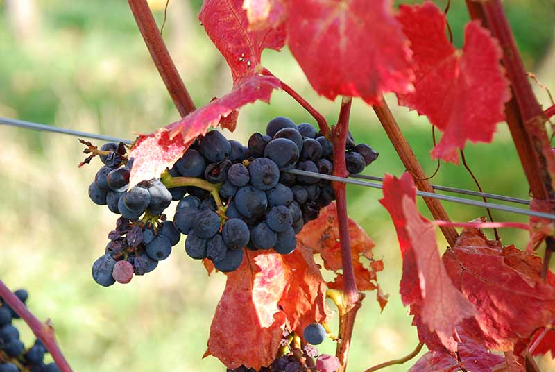 Spätburgunder Qualitätswein