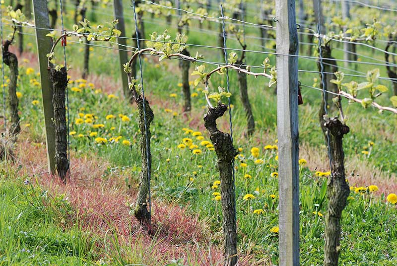 Traminer
