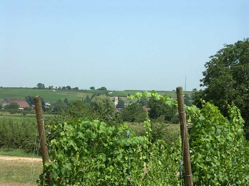 Winzersekt
